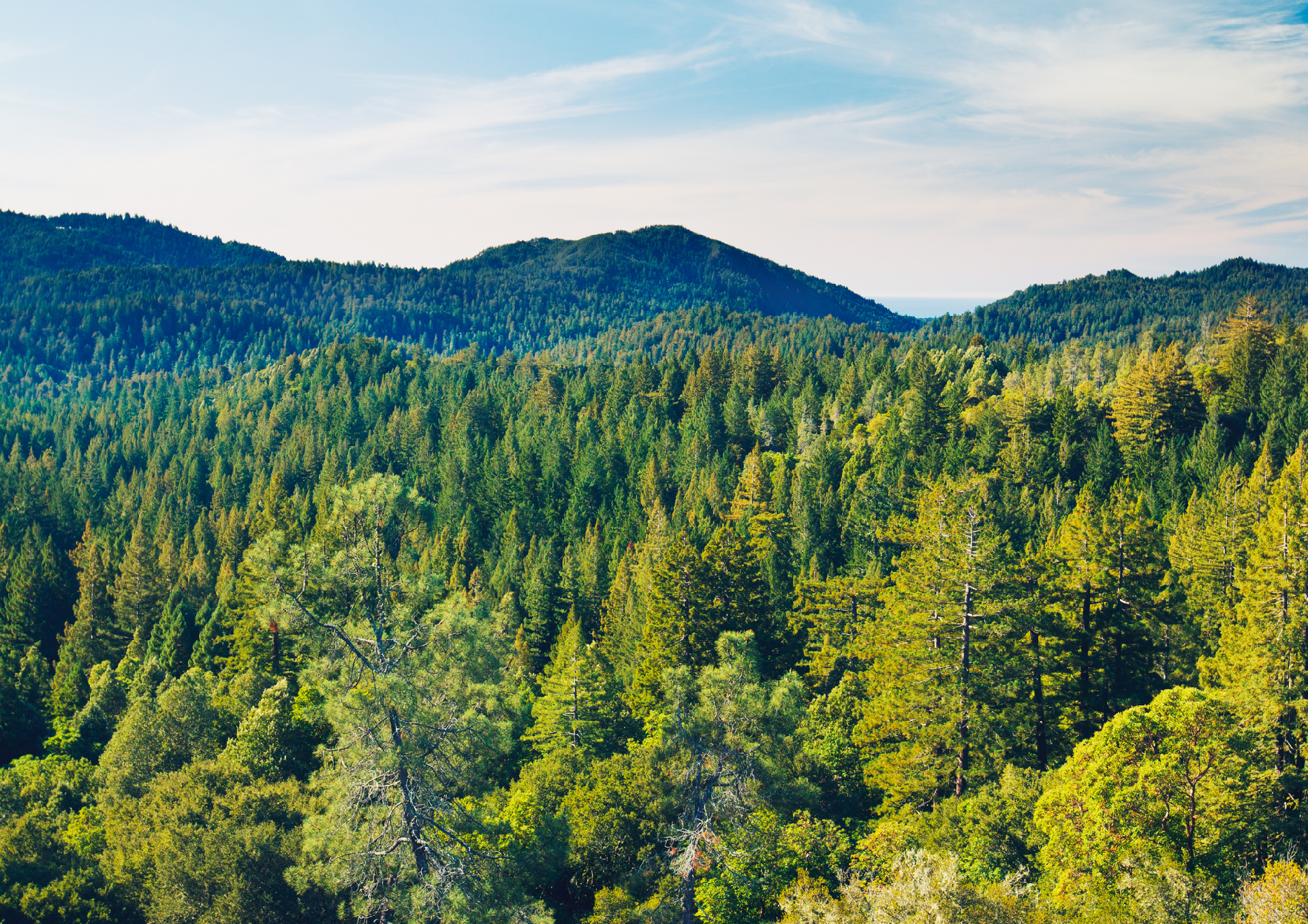 gestione responsabile delle foreste